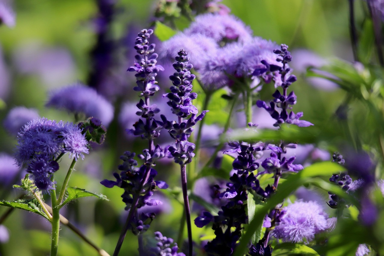 Flores